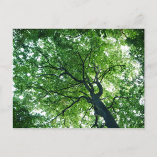 Carte postale Arbre de hêtre