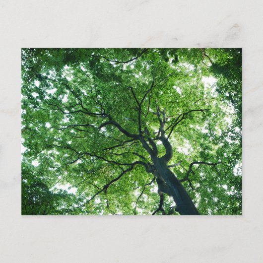 Carte postale Arbre de hêtre (Devant)