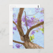 Carte Postale Arbre de Jacaranda (Devant / Derrière)