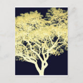 Carte Postale Arbre de Jacaranda (Devant)