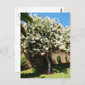 Carte Postale Arbre De Jasmin En Fleur (Devant / Derrière)
