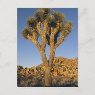 Carte Postale Arbre de Josué, Yucca brevifolia), et granite