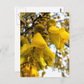 Carte Postale Arbre de Kowhai (Devant / Derrière)
