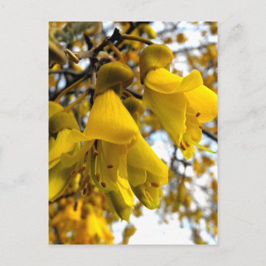 Carte Postale Arbre de Kowhai (Devant)