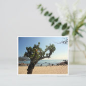 Carte Postale arbre de la plage de hung shing yeh (Debout devant)