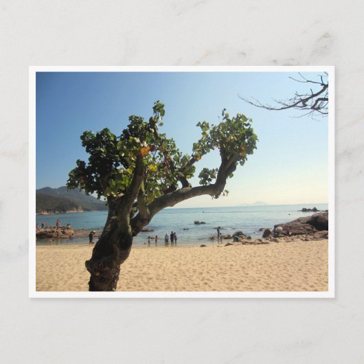 Carte Postale arbre de la plage de hung shing yeh (Devant)