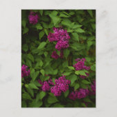 Carte Postale Arbre de lilas violet foncé, Salutation (Devant)