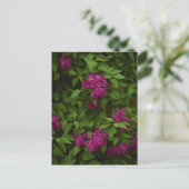 Carte Postale Arbre de lilas violet foncé, Salutation (Debout devant)