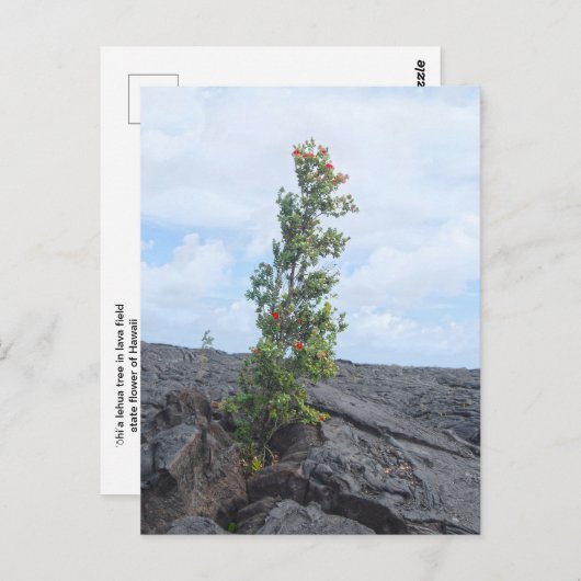 Carte Postale Arbre de l'Ohia à fleurs rouges qui pousse dans le (Devant / Derrière)