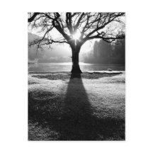 Arbre de Lumière : Derwentwater, Lake District