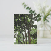 Carte Postale Arbre de Magnolia en été (Debout devant)