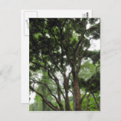 Carte Postale Arbre de Magnolia en été (Devant / Derrière)