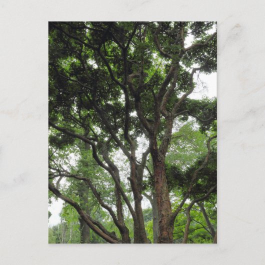 Carte Postale Arbre de Magnolia en été (Devant)