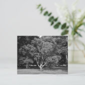 Carte Postale Arbre de Magnolia en été (Debout devant)