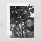 Carte Postale Arbre de Magnolia en été (Devant / Derrière)