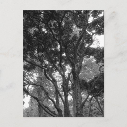 Carte Postale Arbre de Magnolia en été (Devant)