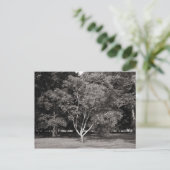 Carte Postale Arbre de magnolia en été - Ton chaud NB (Debout devant)