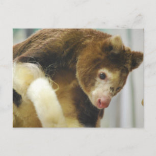 Carte postale Arbre de Matchs Kangaroo