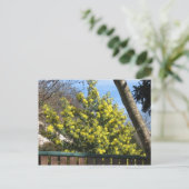Carte Postale Arbre de Mimosa (Debout devant)