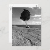 Carte Postale Arbre de Phoenix de fort (Devant / Derrière)