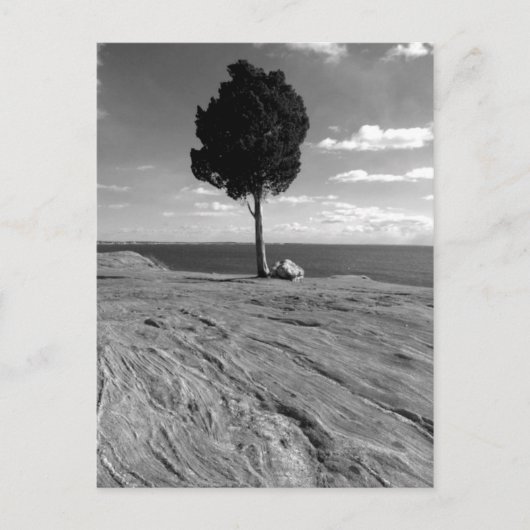 Carte Postale Arbre de Phoenix de fort (Devant)