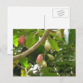 Carte Postale Arbre de pomme Java (Devant / Derrière)