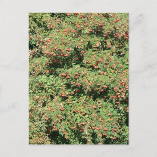 Carte Postale Arbre De Rowan Aux Berries (Devant)