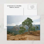 Carte Postale Arbre de Sedona (Devant / Derrière)