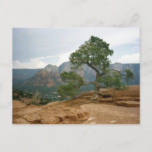 Carte Postale Arbre de Sedona
