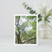 Carte Postale Arbre de Starfruit (Debout devant)