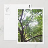 Carte Postale Arbre de Starfruit (Devant / Derrière)