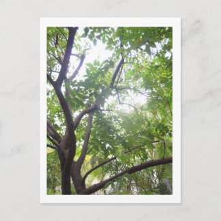 Carte Postale Arbre de Starfruit