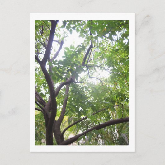 Carte Postale Arbre de Starfruit (Devant)