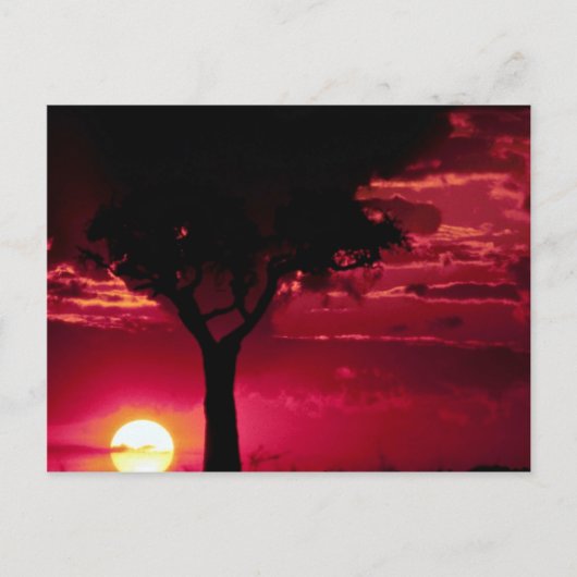 Carte Postale Arbre de Sunset et Balanites dans le Masai Mara Ga (Devant)