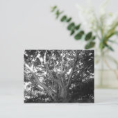 Carte postale Arbre de vie (Debout devant)