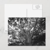 Carte postale Arbre de vie (Devant / Derrière)