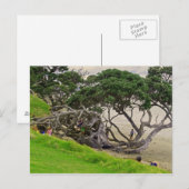 Carte Postale Arbre d'embrouillement (Devant / Derrière)