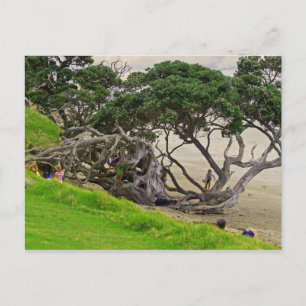 Carte Postale Arbre d'embrouillement