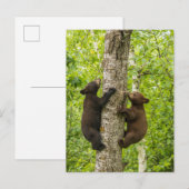 Carte Postale Arbre d'Escalades de l'ours noir (Devant / Derrière)