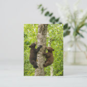 Carte Postale Arbre d'Escalades de l'ours noir (Debout devant)