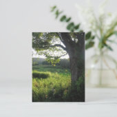 Carte Postale arbre d'été (Debout devant)