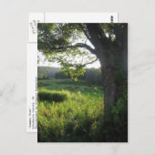 Carte Postale arbre d'été (Devant / Derrière)