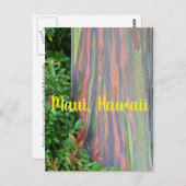 Carte Postale Arbre d'eucalyptus arc-en-ciel Maui, Hawaï (Devant / Derrière)