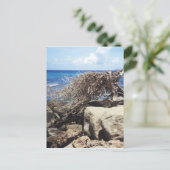 Carte Postale Arbre Divi Divi d'Aruba au bord de l'océan (Debout devant)