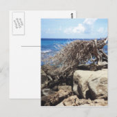 Carte Postale Arbre Divi Divi d'Aruba au bord de l'océan (Devant / Derrière)