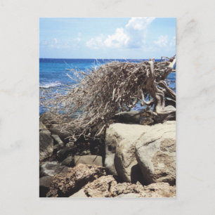 Carte Postale Arbre Divi Divi d'Aruba au bord de l'océan