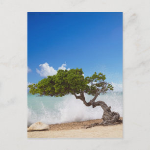 Carte Postale Arbre Divi Divi, Eagle Beach, Aruba, Caraïbes