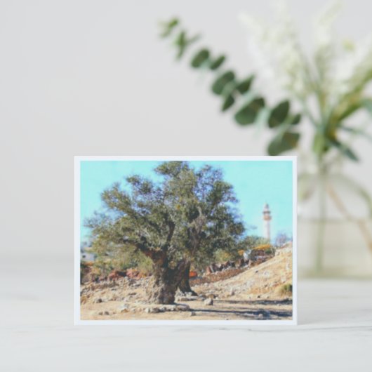 Carte Postale Arbre d'Olive (Debout devant)