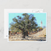 Carte Postale Arbre d'Olive (Devant / Derrière)