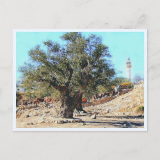 Carte Postale Arbre d'Olive (Devant)